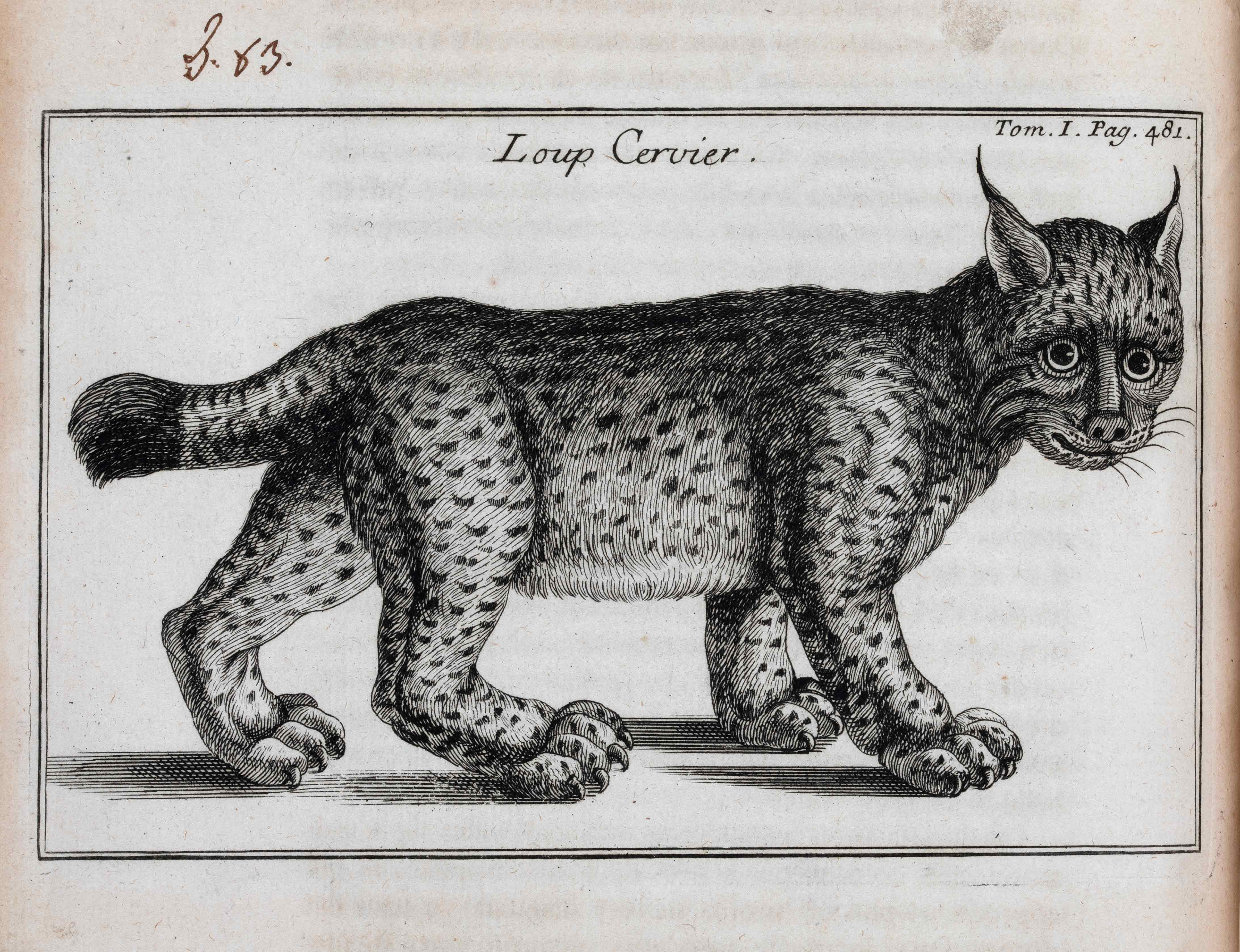 Etching showing a big cat and the French inscription Loup cervier, meaning lynx.  Page from Relation D’Un Voyage Du Levant